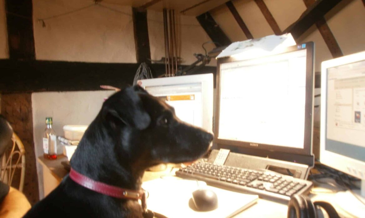 Picture of a dog online managing its business social media accounts.