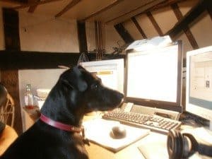 Picture of a dog online managing its business social media accounts.