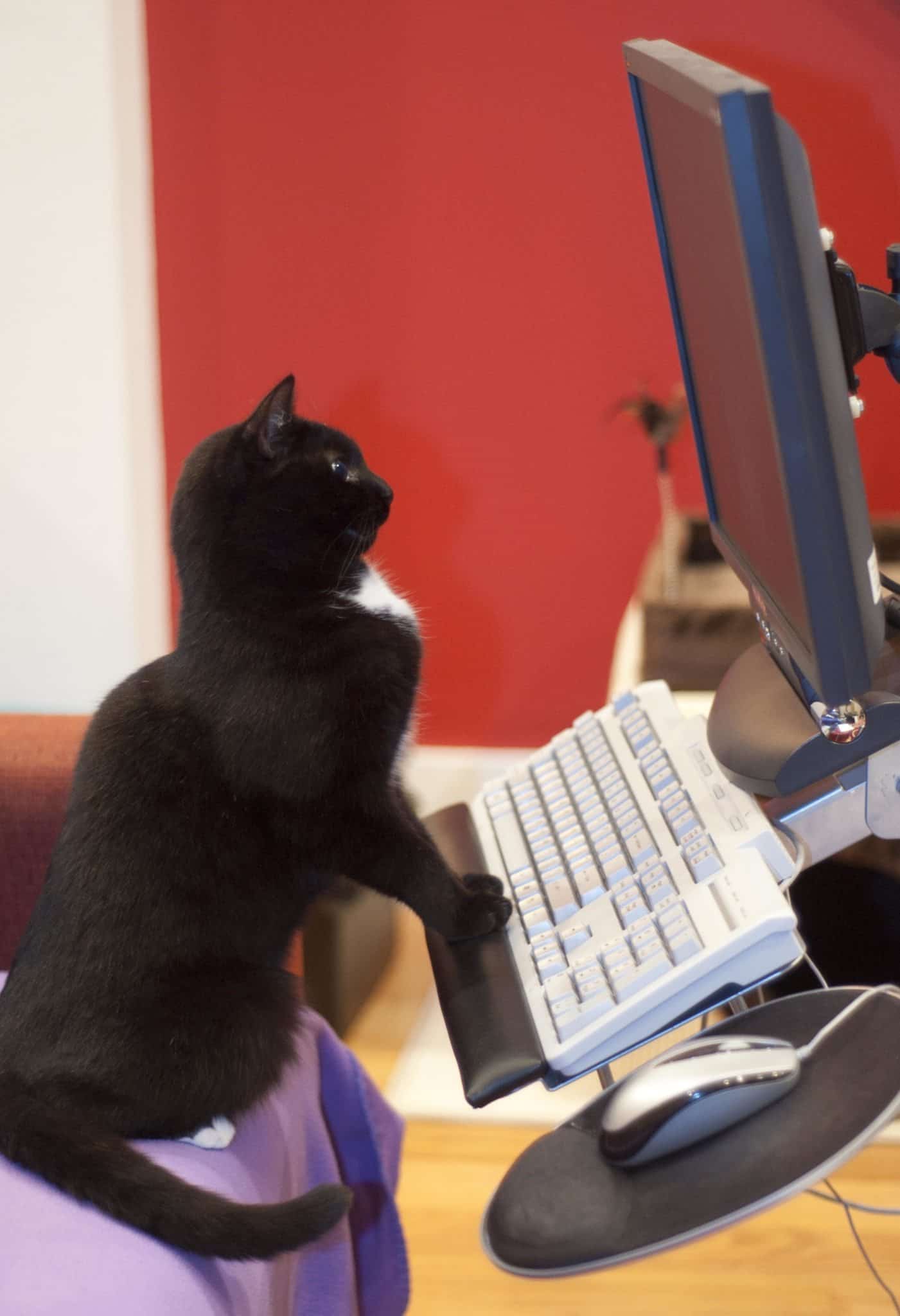 picture of a cat watching a computer screen. A social media loving cat